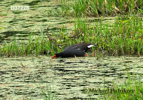 Common Gallinule (Gallinula galeata)